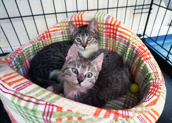 pienennettyvapaaehtosuus1