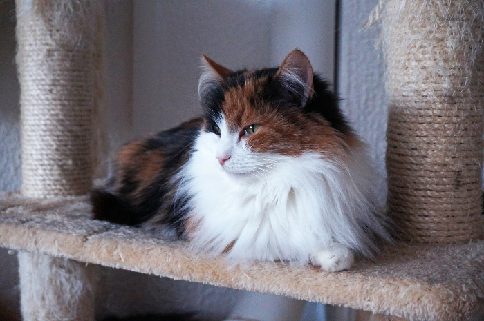 pienennettyvapaaehtosuus9